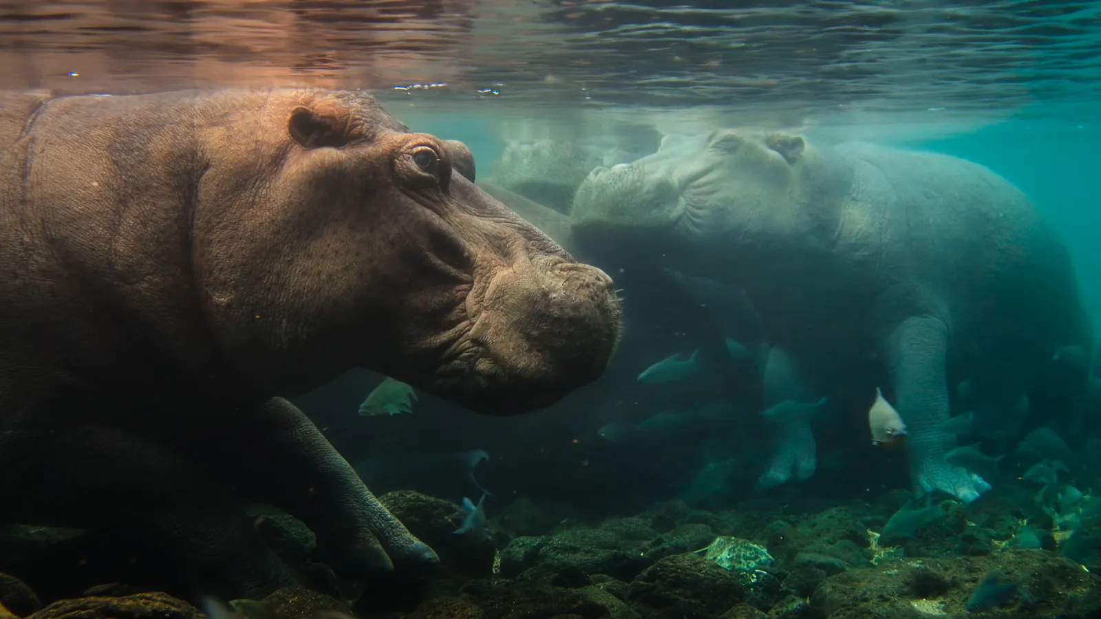 Nat Geo ko‘p yillik hujjatli filmlar turkumini Africa Earth’s Wild Home bilan boshladi